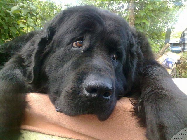 Фото: ньюфаундленд Великий Медведь Загадка