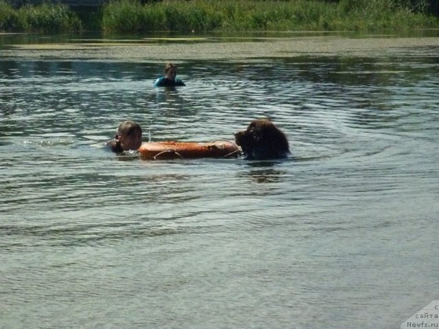 Фото: ньюфаундленд Фанньюф Ура Я с Вами, Анастасия Кормакова