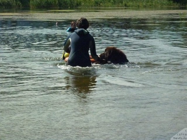 Фото: ньюфаундленд Фанньюф Ура Я с Вами, Анастасия Кормакова, Наталия Михайлова