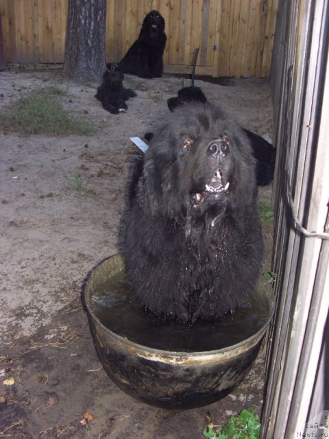 Фото: ньюфаундленд Анджел Викториус