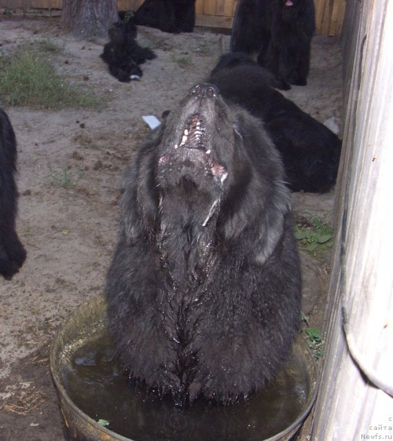 Фото: ньюфаундленд Анджел Викториус