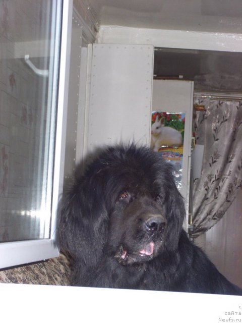 Фото: ньюфаундленд Глэд Ту Си Джипси