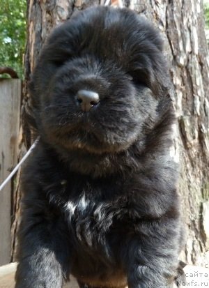 Фото: ньюфаундленд Супер Премиум Инвисибл (Super Premium Invisible)