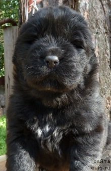 Фотография № 74910