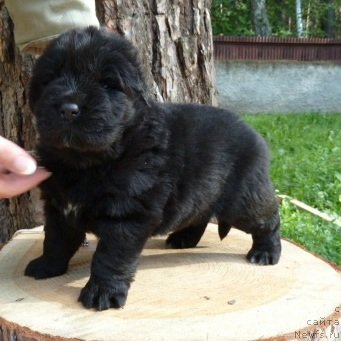 Фотография № 74911