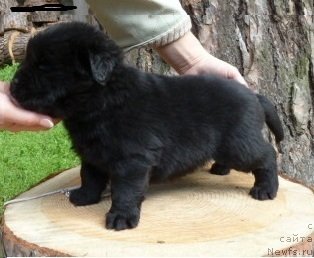 Фотография № 74912