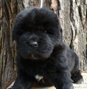 Фото: ньюфаундленд Супер Премиум Италия