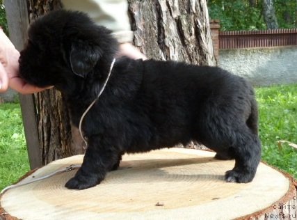 Фото: ньюфаундленд Супер Премиум Италия