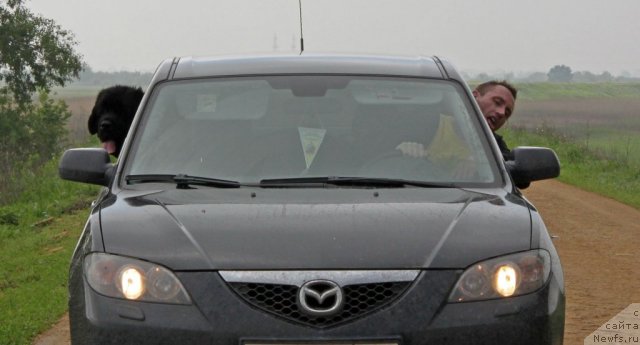 Фото: ньюфаундленд Арк Велес