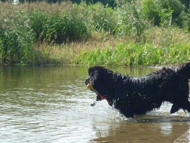 Фото: ньюфаундленд Талула Белл (Talula Bell)