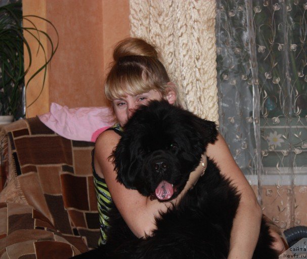 Фото: ньюфаундленд Ньюфорт Магия Любви