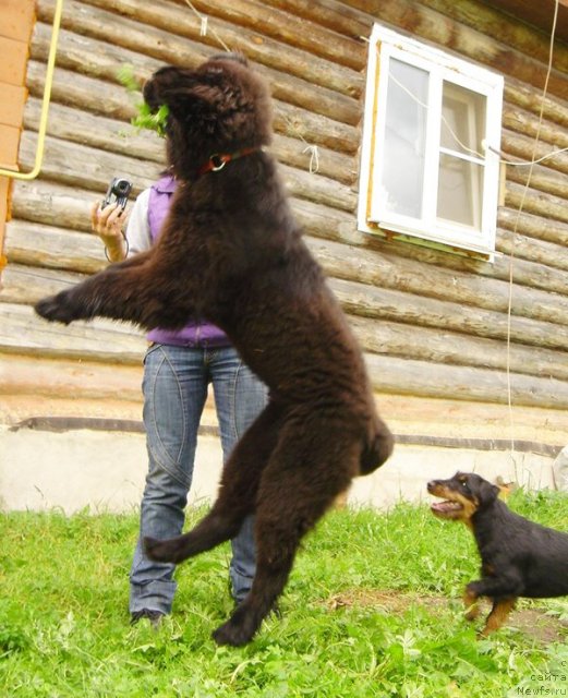 Фото: ньюфаундленд Бегущая по Волнам Дансинг Квин (Beguschaya po Volnam Dancing Queen)