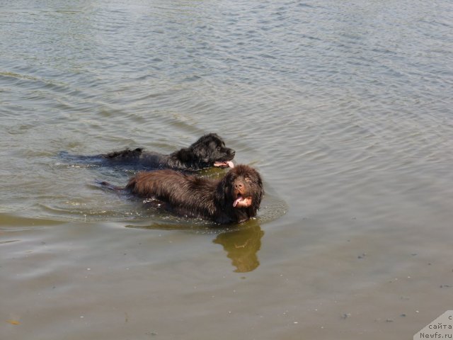Фото: ньюфаундленд Черный Шарм Амбер Бест Дог ФО Марлеон, ньюфаундленд Жозефина Леди Прекрасная