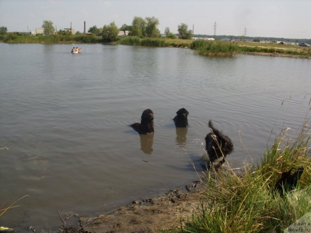 Фото: ньюфаундленд Черный Шарм Амбер Бест Дог ФО Марлеон, ньюфаундленд Жозефина Леди Прекрасная, ньюфаундленд Аквамариновая Красотка для Марлеон