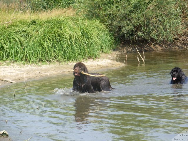 Фото: ньюфаундленд Черный Шарм Амбер Бест Дог ФО Марлеон, ньюфаундленд Жозефина Леди Прекрасная