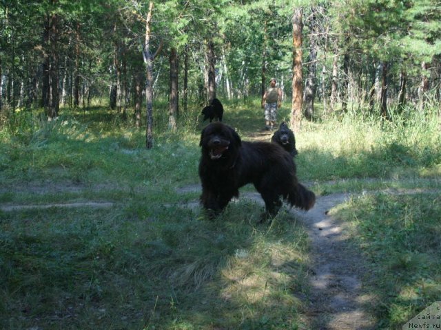 Фото: ньюфаундленд Черный Шарм Амбер Бест Дог ФО Марлеон
