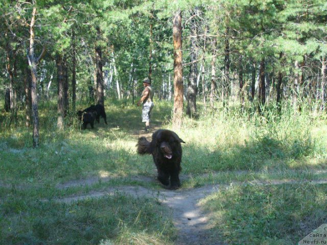 Фото: ньюфаундленд Черный Шарм Амбер Бест Дог ФО Марлеон