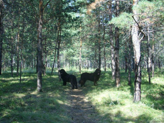 Фото: ньюфаундленд Жозефина Леди Прекрасная, ньюфаундленд Черный Шарм Амбер Бест Дог ФО Марлеон