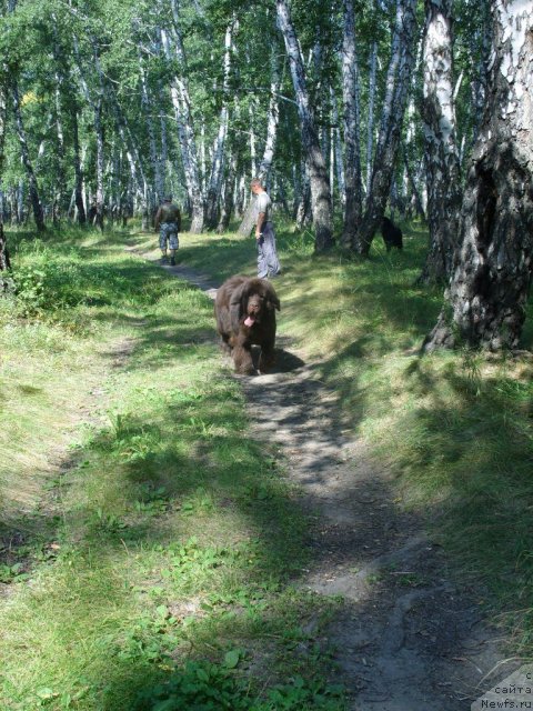 Фото: ньюфаундленд Черный Шарм Амбер Бест Дог ФО Марлеон
