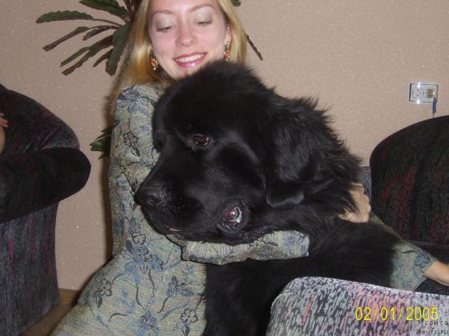 Фото: ньюфаундленд Смигар Немо Уайт Си