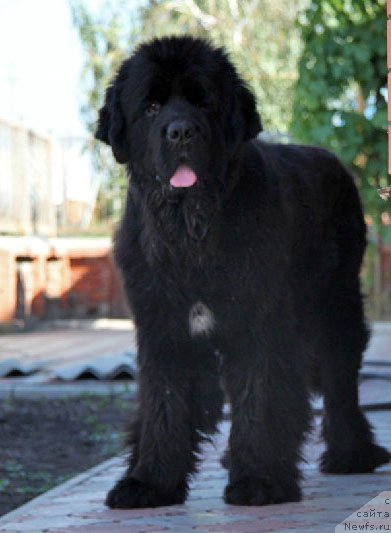 Фото: ньюфаундленд Арк Велес