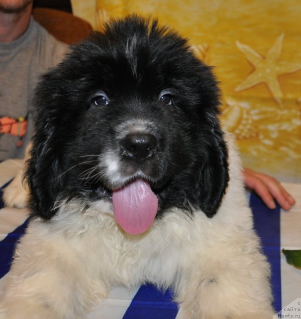 Фото: ньюфаундленд Кара Аюлар Болто (Kara Aular Bolto)