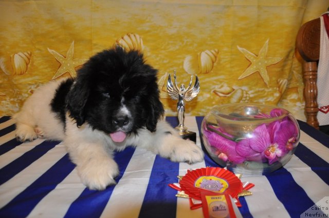 Фотография № 74981