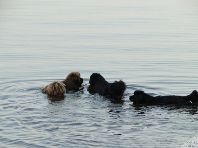 Фотография № 74985