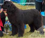 Фото: ньюфаундленд Aarnikarhun Chic-o-Chico