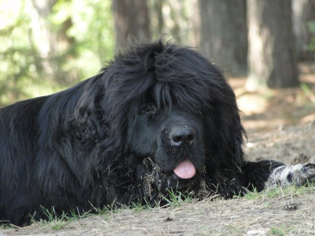 Фото: ньюфаундленд Блестящая Брина