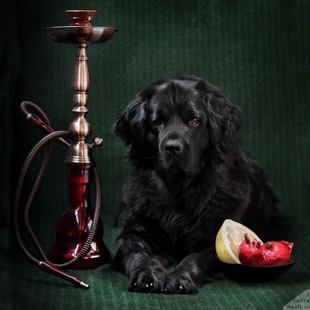 Фото: ньюфаундленд Звезда Удачи от Марлеон Дусвик