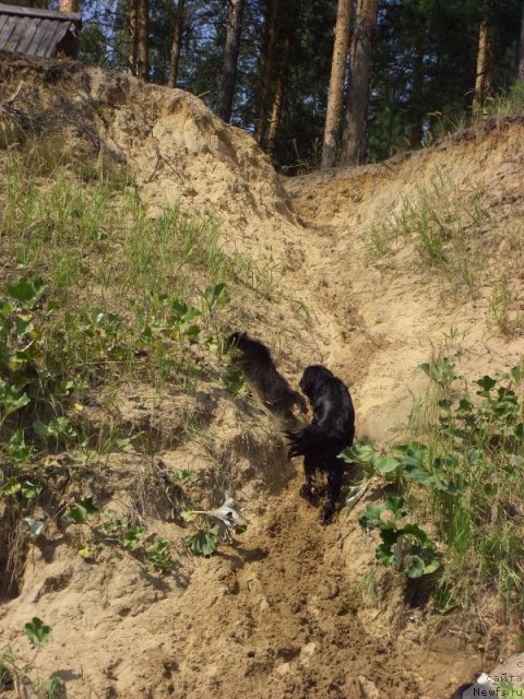 Фото: ньюфаундленд Барышня