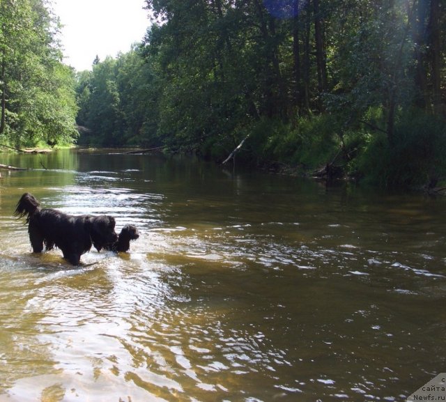 Фото: ньюфаундленд Барышня