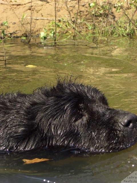 Фото: ньюфаундленд Лесная Сказка Лунная Соната