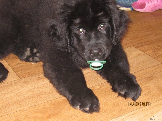 Фото: ньюфаундленд Сент Джонс Челенжер