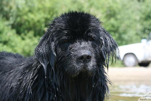 Фото: ньюфаундленд Юдашкин с Берега Дона