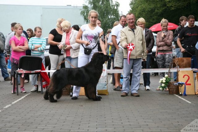 Фото: ньюфаундленд Сент Джонс Хендсел фо Ми (Sent Djons Handsel for Me)