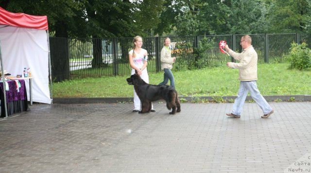 Фото: ньюфаундленд Сент Джонс Хендсел фо Ми (Sent Djons Handsel for Me)