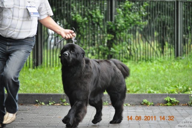 Фото: ньюфаундленд Сажа с Берега Дона (Sazha s Berega Dona)