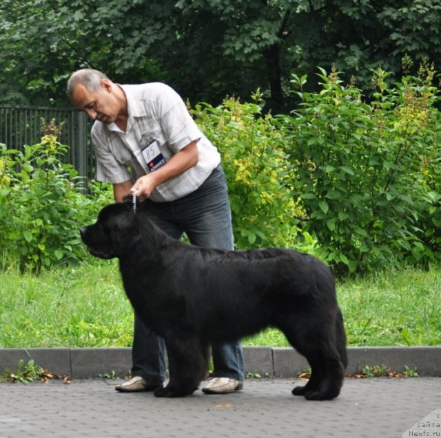 Фото: ньюфаундленд Сажа с Берега Дона (Sazha s Berega Dona)