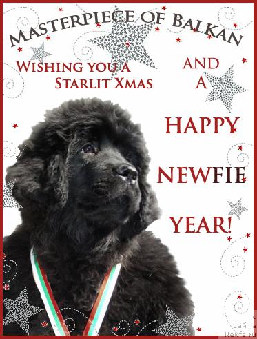 Фото: ньюфаундленд Eleganza vom Darius Land