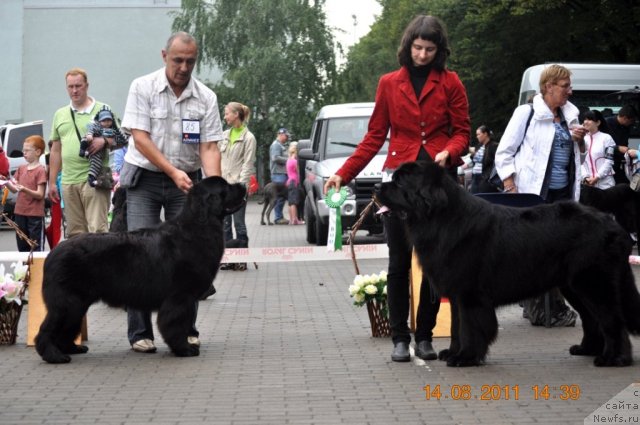 Фото: ньюфаундленд Сажа с Берега Дона (Sazha s Berega Dona)