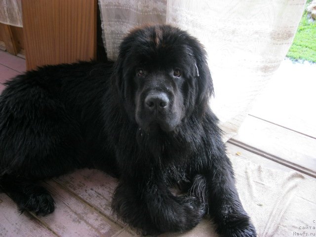 Фото: ньюфаундленд Созидатель с Берега Дона (Sozidatel' s Berega Dona)