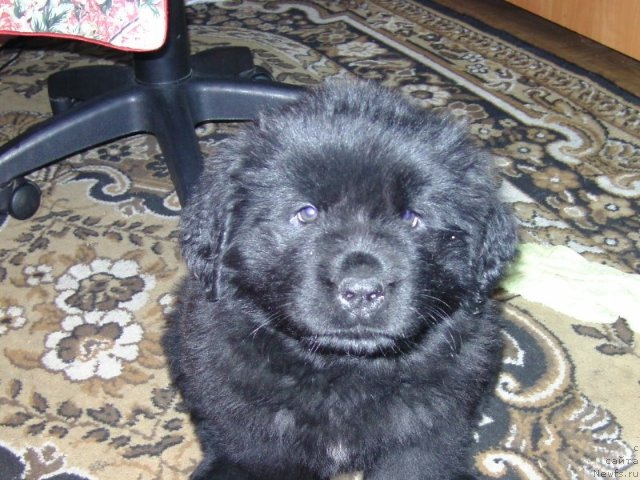 Фотография № 75076