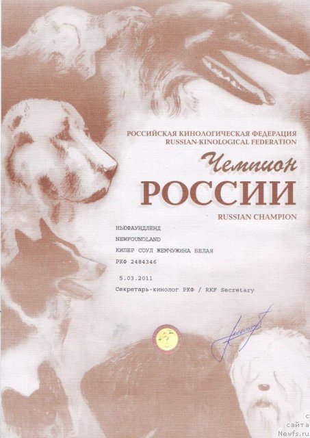 Фото: ньюфаундленд Кипер Соул Жемчужина Белая