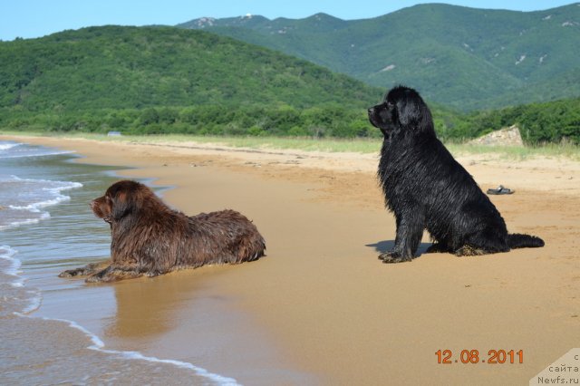 Фото: ньюфаундленд Аркадия Виват Арбона, ньюфаундленд I'm Little Princess Midnight Bear