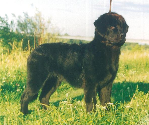 Фото: ньюфаундленд Классика из Большой Медведицы