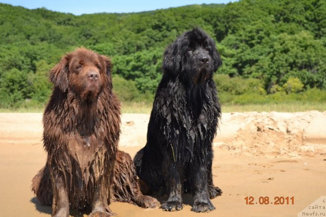 Фото: ньюфаундленд Аркадия Виват Арбона, ньюфаундленд I'm Little Princess Midnight Bear