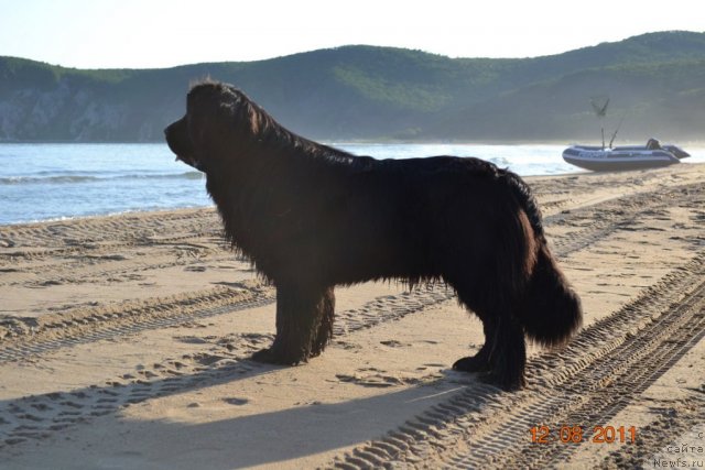 Фото: ньюфаундленд I'm Little Princess Midnight Bear