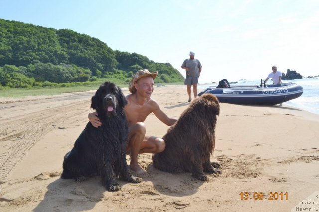 Фото: ньюфаундленд I'm Little Princess Midnight Bear, ньюфаундленд Аркадия Виват Арбона